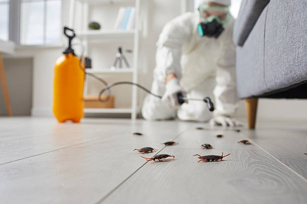 Trusted Cockroach Control service in Frankfort Square, IL - Nex Pest Control