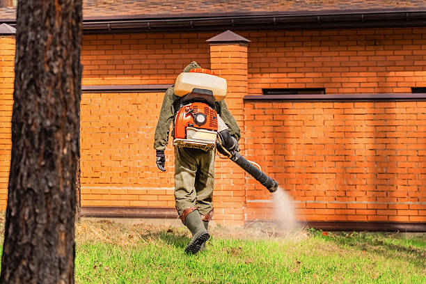 Trusted Ant Control service in Frankfort Square, IL - Nex Pest Control